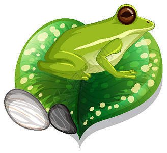 树叶遮雨青蛙在叶子孤立的一只绿色青蛙插画