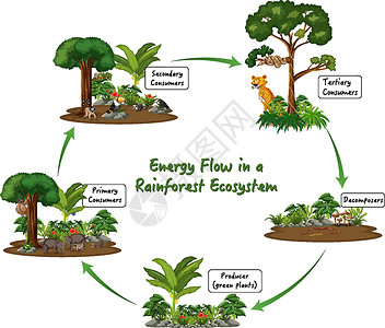 雨林生态系统图中的能量流科学绘画木头热带雨林生物学哺乳动物生物环境热带丛林图片