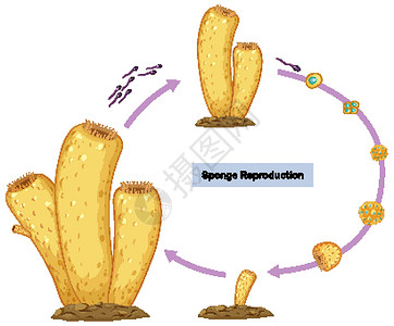 雌雄同体海绵有性生殖图设计图片
