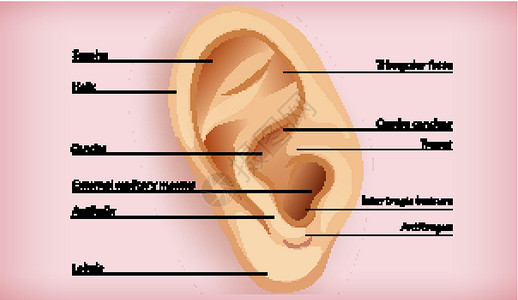 外耳解剖绘画听觉卡通片病理铜锣耳屏插图切口生理艺术插画