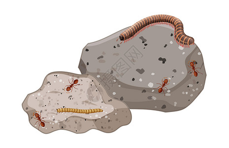蜈蚣科石叶分离物上昆虫和千足虫的顶视图环境蜈蚣卵石插图动物群空白动物卡通片岩石甲虫插画