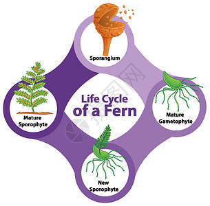 蕨类植物的生命周期插画