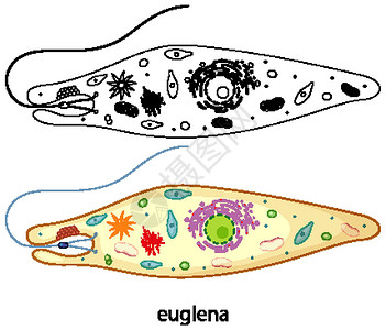 藻酸盐裸藻的颜色和白色背景上的涂鸦环境草图鞭毛生物细胞学习细菌绘画素描教育设计图片
