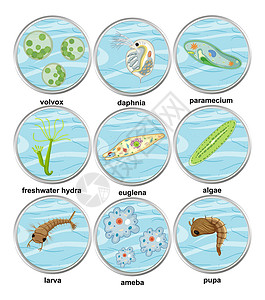 草履虫一组不同类型的单细胞生物插画