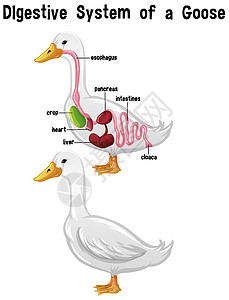鹅肥肝带标签的鹅的内部解剖插画