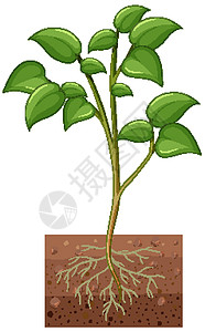 鸢尾根显示根部在白色背景上被隔离的植物气孔科学土壤生物教育图表插图艺术生物学树叶设计图片