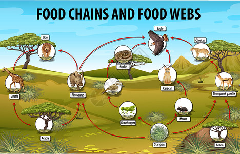 三湾改编食物链图的生物学教育海报动物群存活学习意义动物食物剪贴生活消费者食肉插画