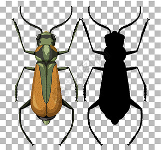 玛拉在透明背景上动物群昆虫学教育生物科学昆虫漏洞动物甲虫夹子插画