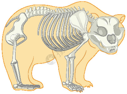 动物骨孤立的野熊骨骼解剖微生物学插图生理解剖学器官教育卡通片野生动物荒野生活插画