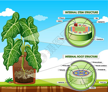 生理结构显示茎和根结构的图表夹子皮层微生物学卡通片生活绘画中枢车辆生理剪贴插画