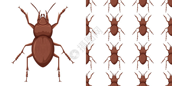 甲虫昆虫和无缝背景意义卡通片动物科学昆虫学墙纸插图漏洞教育包装背景图片