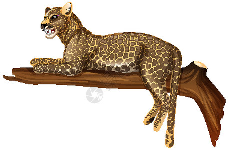 休息中豹子豹子躺在白色背景上的树枝上插画