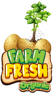 国家土豆带马铃薯植物的字体设计插画