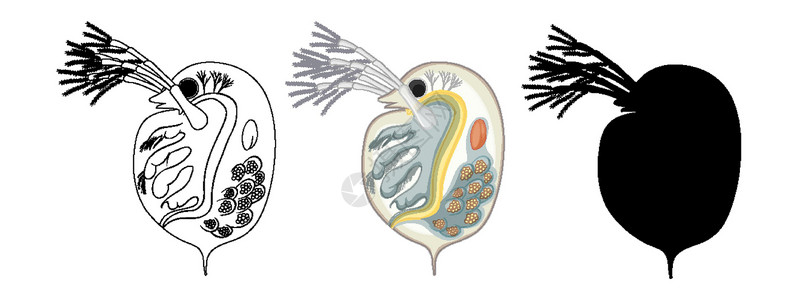 彩色水溞和白色背景上的涂鸦框架生活插图绘画草图生物学寄生细菌鞭毛夹子设计图片