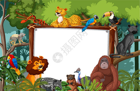 热带雨林动物热带雨林场景中的空白横幅与野生动物框架雨林木头动物学旅行生物风景插图生态动物设计图片