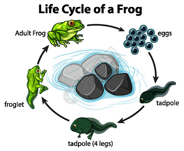 蝌蚪青蛙在白色背景上显示青蛙生命周期的图表设计图片