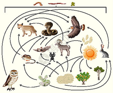 吃急眼了食物链描述了谁在白色背景下在野外吃谁夹子生活教育插图消费者生物学学习捕食者图表环境设计图片