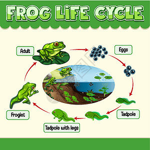 玄武蛙显示 Fro 生命周期的图表胚胎两栖动物卡通片蝌蚪生长插图科学意义教育设计图片