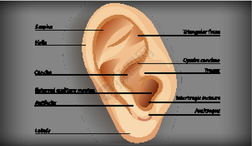 铜锣外耳解剖生理耳屏药品切口螺旋听觉三角形医疗科学卡通片插画