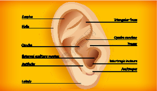 铜锣外耳解剖生理耳屏艺术微生物学听觉鼻道医疗药品生物学螺旋插画