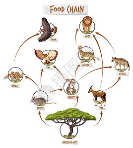 三湾改编食物链图概念荒野生态哺乳动物思维导图生活消费者森林动物图表国王插画