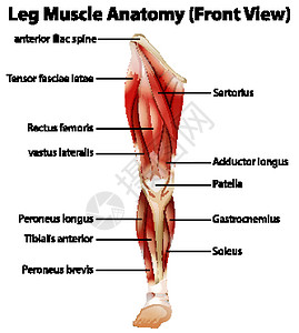 羊前腿腿部肌肉解剖前 Vie设计图片