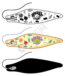 裸藻的颜色和白色背景上的涂鸦植物环境科学细胞学习卡通片素描教育框架鞭毛设计图片