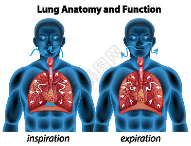 缅甸过期用于教育的肺解剖学和功能绘画插图卡通片病理压力生活空腔图表呼吸学习设计图片