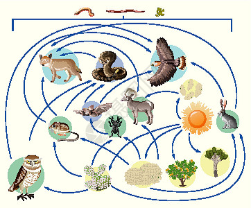 食物链描述了谁在白色背景下在野外吃谁生活网络绘画荒野食物运输科学学校生物学动物设计图片