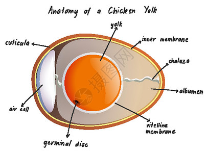 鸡蛋黄的解剖设计图片