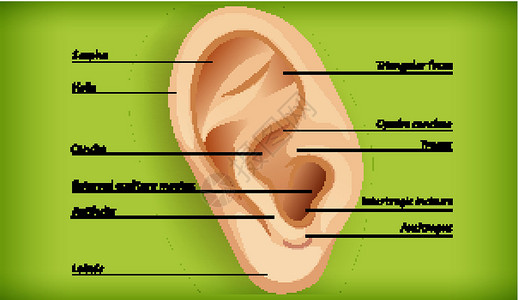 外耳解剖铜锣医疗水舟耳屏卡通片听觉药品螺旋三角形微生物学插画