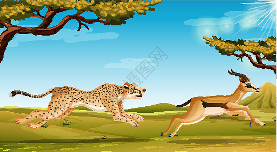 奔跑中羚羊猎豹在大草原上追逐羚羊的场景插画