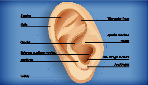 外耳解剖耳屏卡通片生理药品病理生物学铜锣艺术切口微生物学背景图片