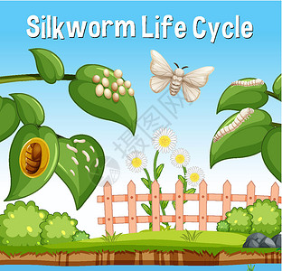 蚕吐丝花园场景中的蚕生命周期字体设计图片