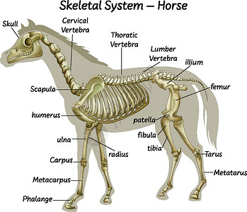 科普马骨骼系统背景图片