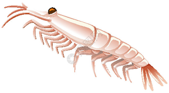 白色背景上的小虾背景图片