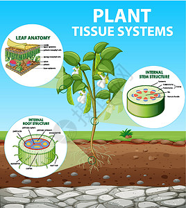 显示植物组织系统的图表病理细胞运输环境夹子学习生物学解剖学插图卡通片背景图片