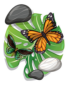 树叶上的蝴蝶龟背竹叶分离物上蝴蝶的顶视图插画
