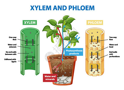 含分类图显示计划的木质部和韧皮部的图表矿物绘画植物插图生活剪贴生理生物微生物学旅行设计图片