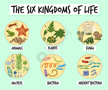 六大国度资料海报菌类教育意义生物信息绘画图表生活插图生物学背景图片