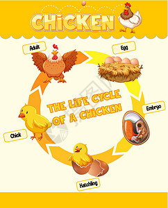 动物素材资料显示 Chicke 生命周期的图表插图绘画羽毛生长环境科学转型夹子卡通片农场插画