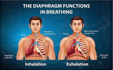 呼吸功能隔膜在呼吸中起作用图表教育信息生物学气管微生物学绘画药品肌肉功能插画