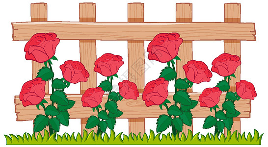 玫瑰草白色背景下花园里美丽的玫瑰夹子种植风景插图艺术击剑环境农业农场场景插画