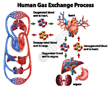 人体气体交换过程的医学信息图高清图片