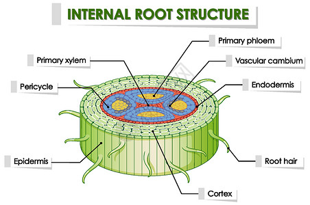 显示内部根结构的图表作用叶子意义插图环境白色生物教育植物科学图片