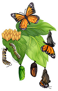 树叶上的蝴蝶白色背景上蝴蝶的生命周期插画