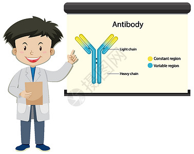卡通风格的投影仪屏幕上有抗体的医生图片