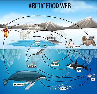 食物链食物网图的生物学教育海报食肉食草图表绘画动物群学习插图浮游存活消费者设计图片