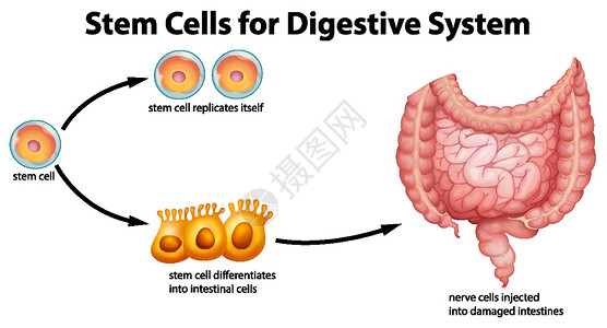 干细胞分化消化系统干细胞插画