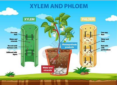 植物细胞结构显示计划的木质部和韧皮部的图表病理旅行科学夹子生理环境生物解剖学生物学运输插画